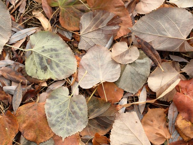 Anticiper les allergies d&rsquo;automne : conseils pour mieux les gérer