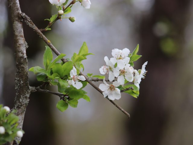 Quelles sont les meilleures pratiques pour éviter les allergies au printemps ?